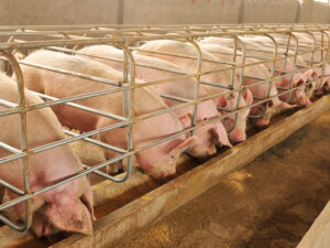 Importation of pigs and their products prohibited