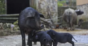 First official case of African Swine Plague confirmed in Haiti